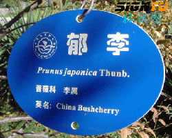 ˫ɫ������Ʒ1